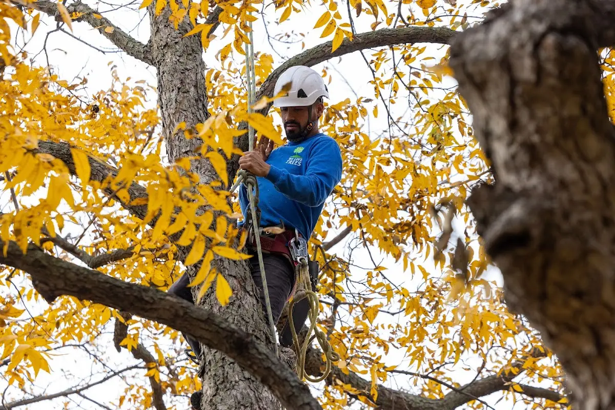 Skilled Tree Trimming crew working in Milaca